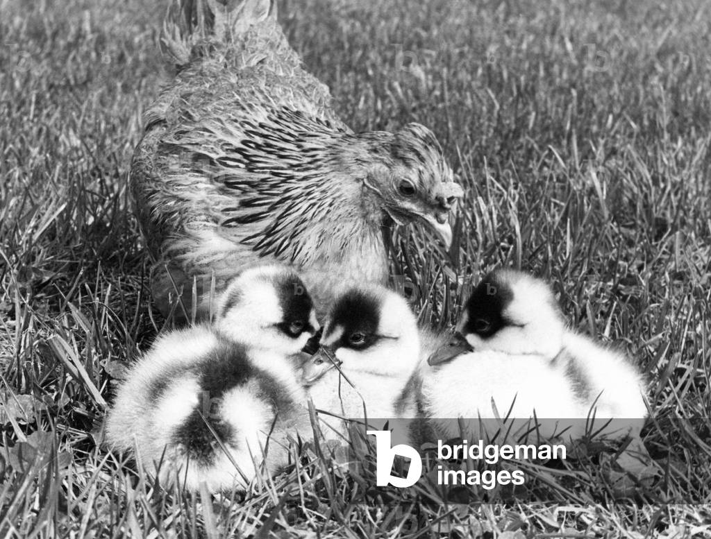 Some Coscoroba cygnets which are being reared by a Bantam at the Washington Wildlife Trust, C. 1970