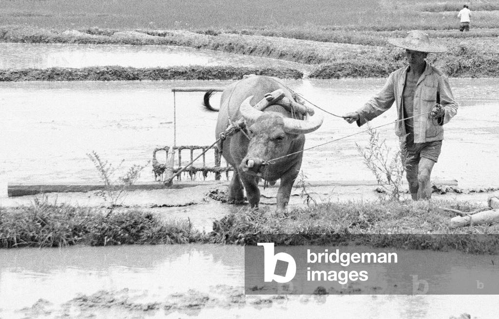 Chinese farmers working in the paddy fields outside Beijing 24th June 1979 (b/w photo)
