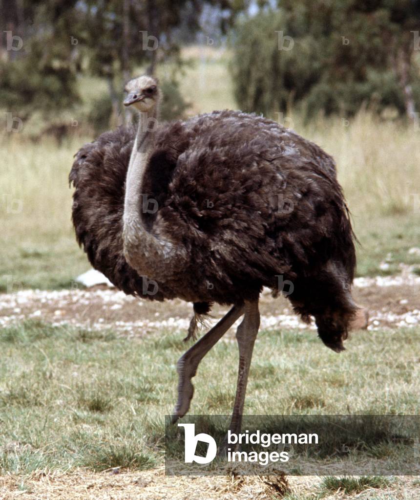 An ostrich at Lion Park in South Africa, April 1973 (photo)