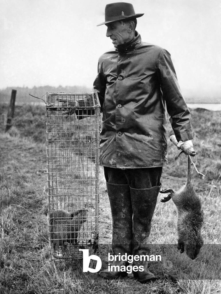 Coyfee seen here caught in a trap. 
March 1960