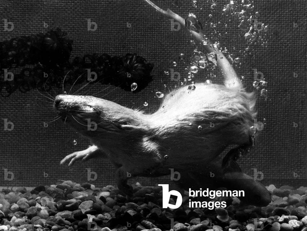 Cedric the white rat the pet of 11 years old David Stanton, March 1970 (b/w photo)