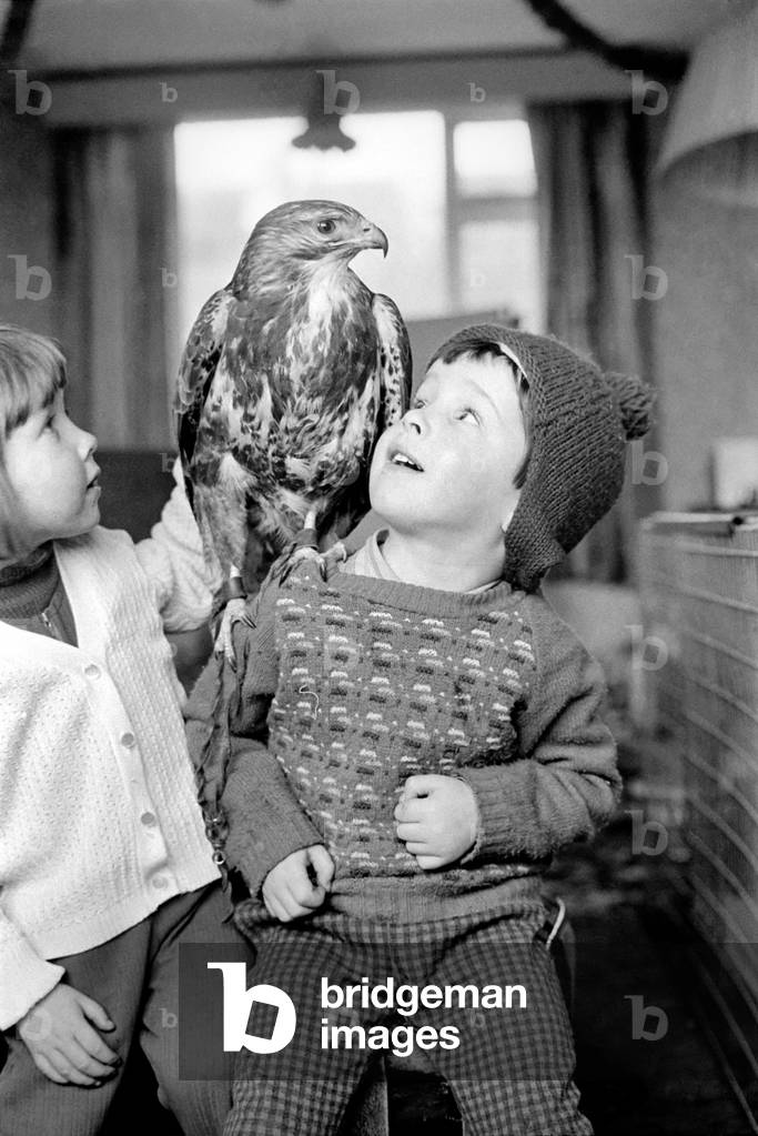 Animal/pet/unusual. Children with Buzzard. December 1970