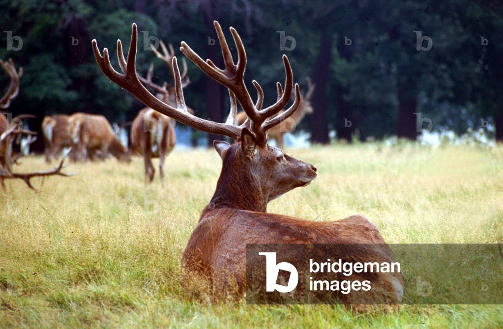 Red Deer lying down in the grass out in the fields, September 1979 (photo)