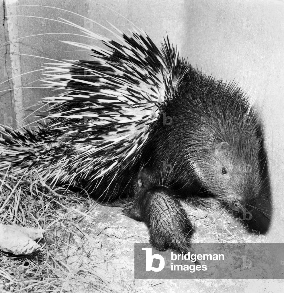 Animals: Porcupine. It is very rare for this particular pocupine to breed in captivity, and it is the first time it has ever happened at Harrods. July 1970