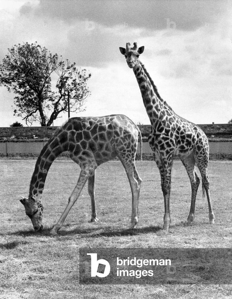 Two giraffes at Lambton Lion Park, 1970 (b/w photo)
