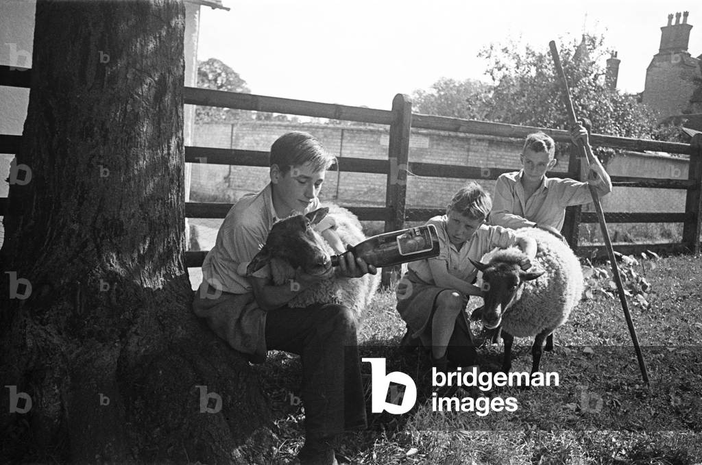 A flock of sheep at Ashwell village school, Hertfordshire, c. 1945 (b/w photo)