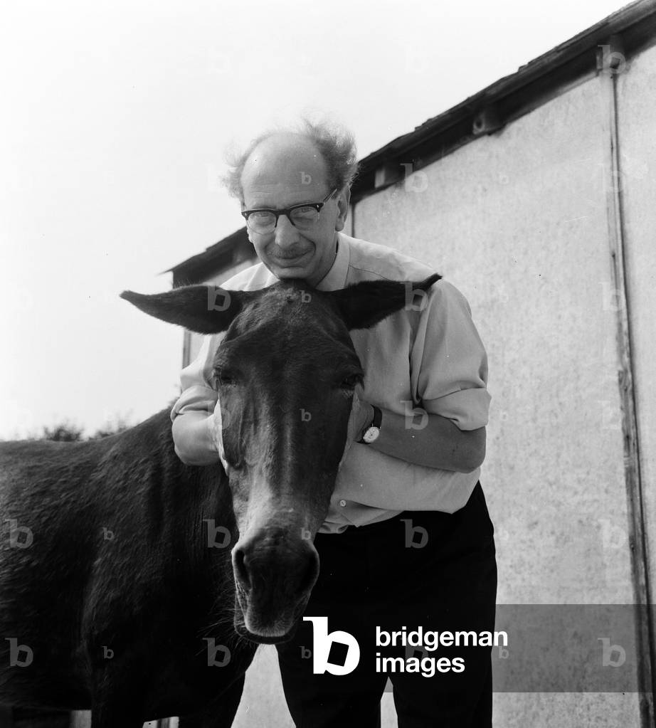 Donkey retirement home in Selsey, Sussex. John Lockwood who cares for 50 retired, old or sick donkeys with his own money. 26th June 1964 (b/w photo)