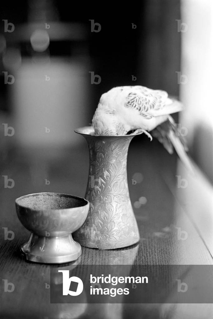 Bird: Animal: Pet: Budgie. March 1970