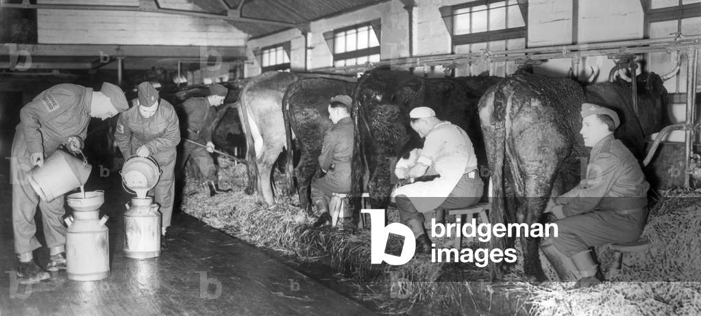 Members of the Home Guard seen here milking cows on a Devon farm. 14th March 1941 (b/w photo)