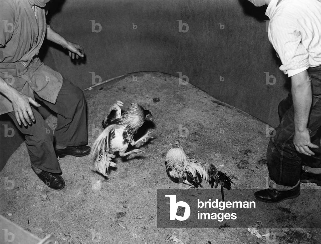 Cockfighting, 23rd July 1956 (b/w photo)