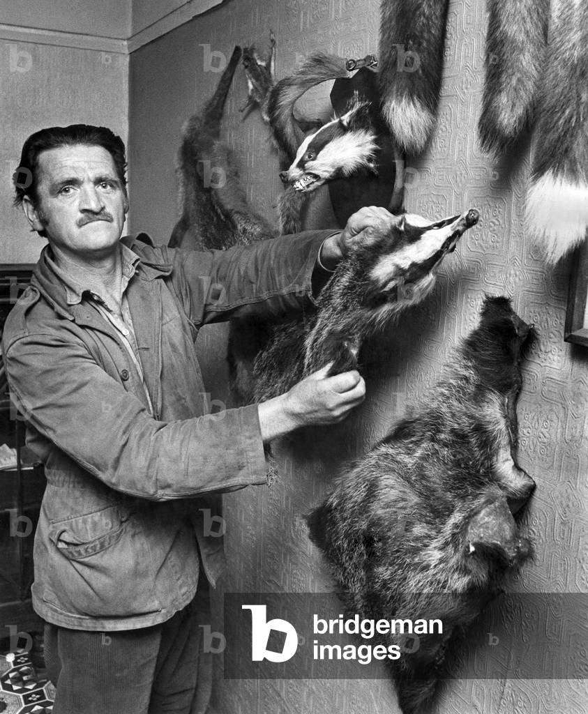 At home - Daniels and his badger skins. June 1973