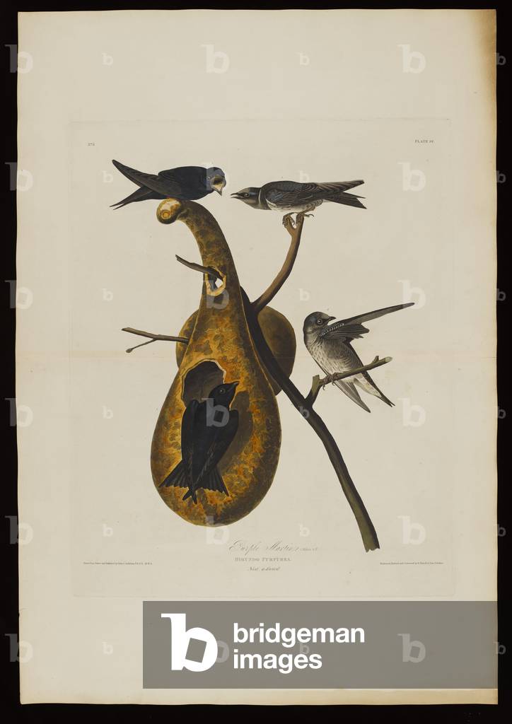 Purple Martin, from 'Birds of America', engraved by Robert Havell (1793-1878) (coloured engraving)