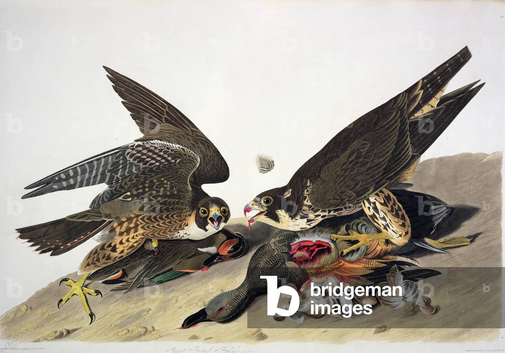 Great Footed Hawk, from 'Birds of America', engraved by Robert Havell (1793-1878) (coloured engraving)