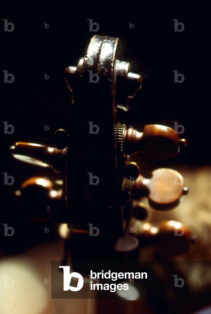Double bass head with pegs Showing the peg box and scroll.