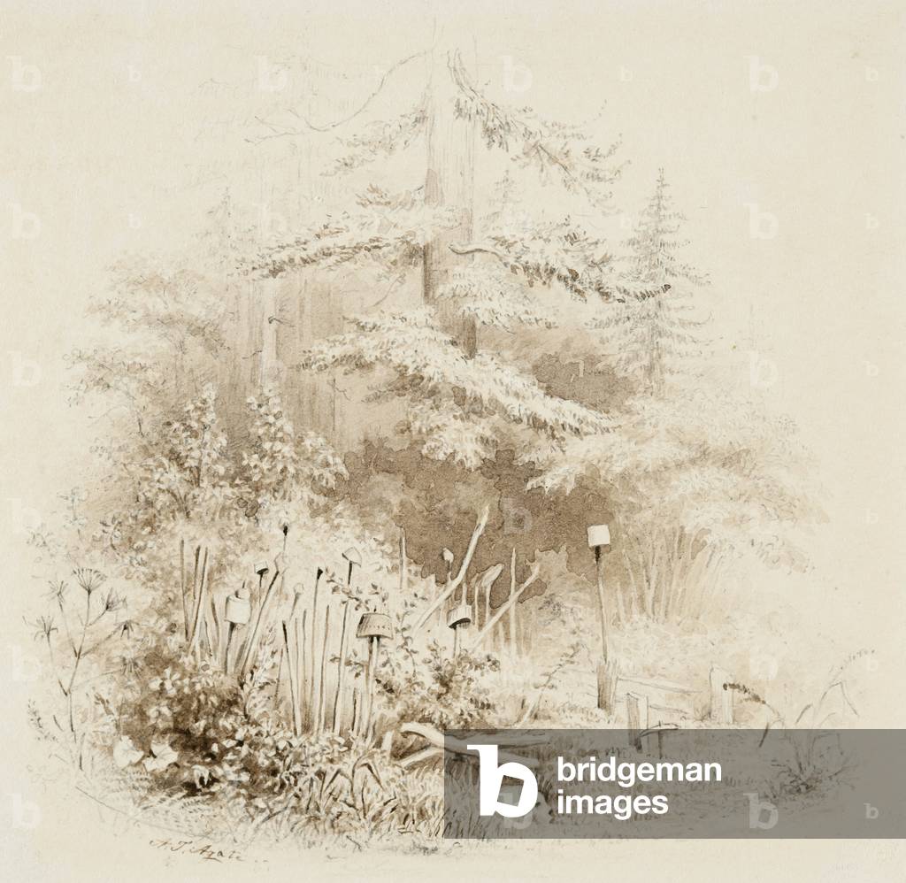 Indian Burial Place, Oregon, 1841 (brush & brown wash, with graphite, on cream wove paper)