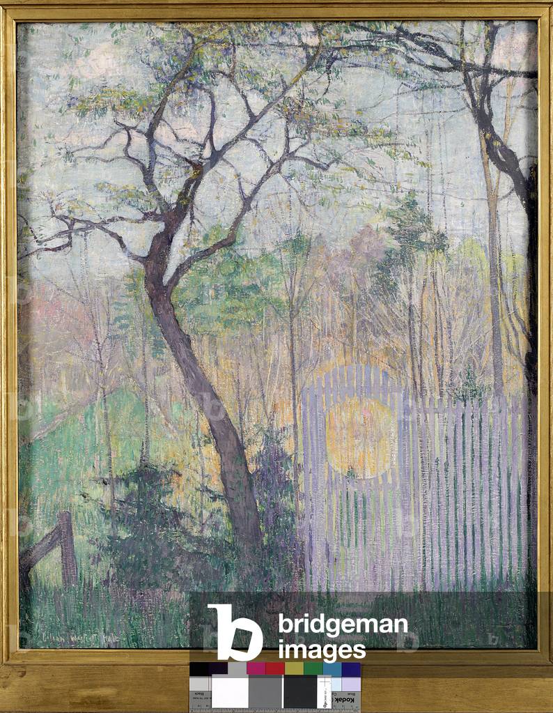 An Old Cherry Tree (oil on canvas)
