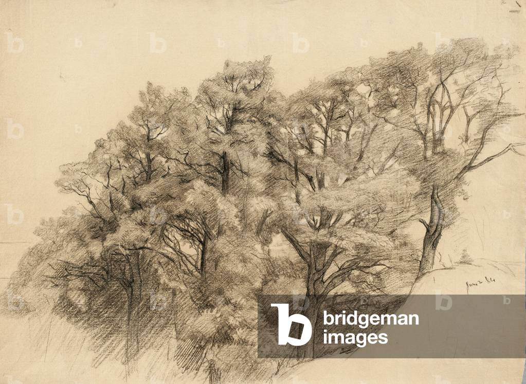 Landscape with trees, 1884 (charcoal on buff laid paper)