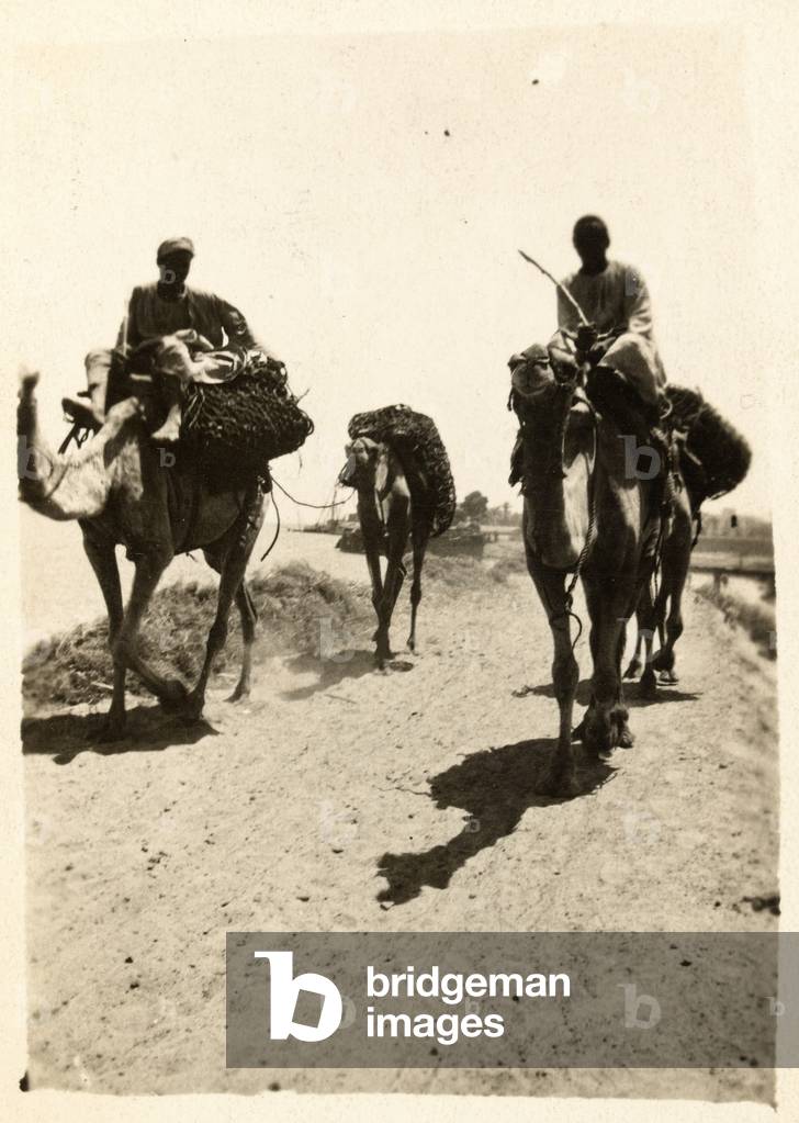 Egyptians riding camels along the banks of the River Nile, near Minia, Egypt, 24 August 1916 (b/w photo)
