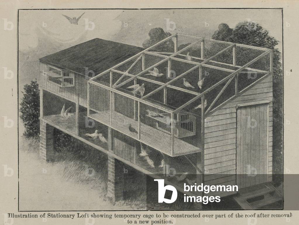 Carrier pigeons in war, March 1918 (lithograph)