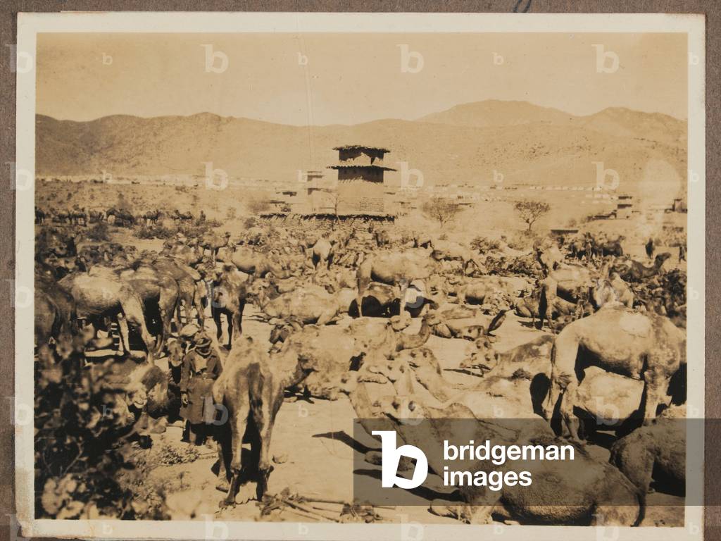 Camels in Waziristan, 1920 circa (b/w photo)