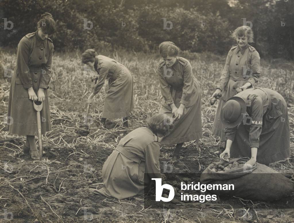 Photograph of women digging potatoes, 1917-18 (b/w photo)