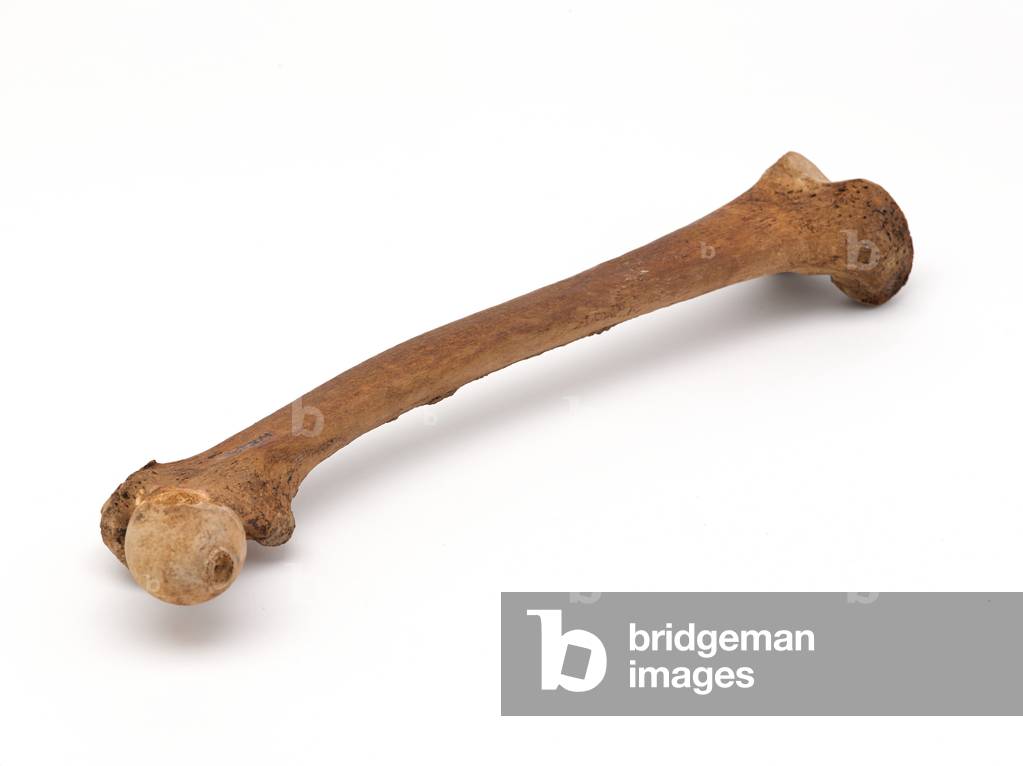 Leg bone of Lieutenant John Fraser, 1782 (human bone)
