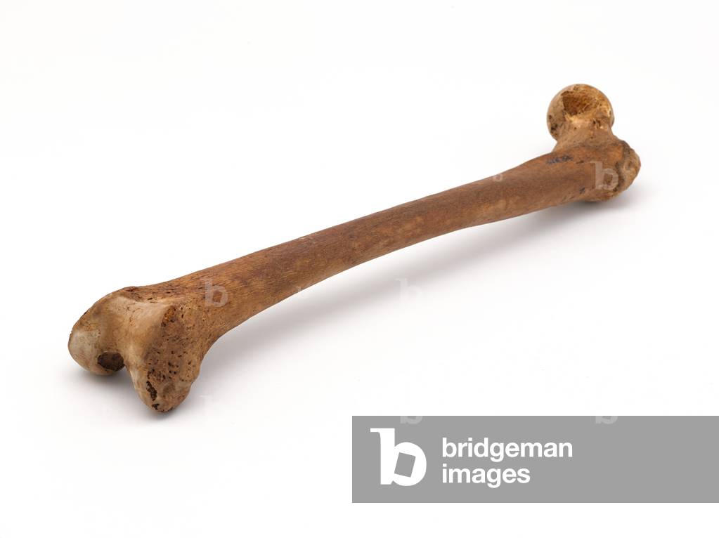 Leg bone of Lieutenant John Fraser, 1782 (human bone)