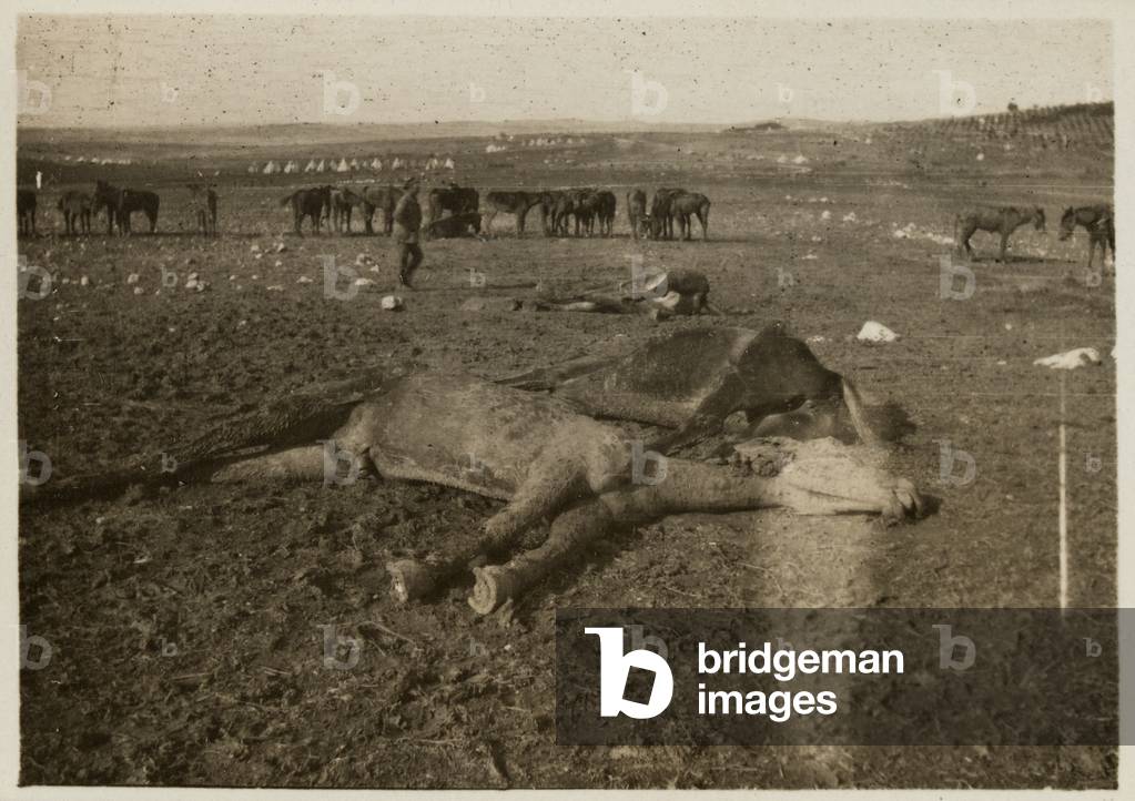 Dead horses in Palestine, 27 December 1917 (b/w photo)