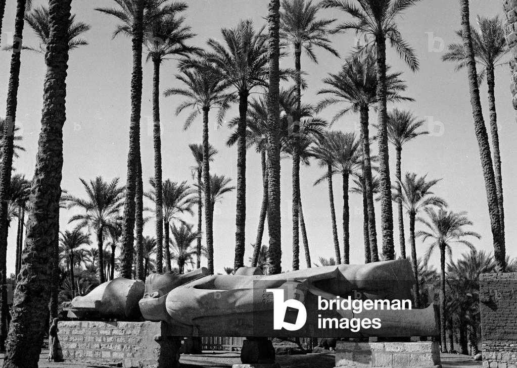 Statue of Rameses II, Egypt, 1942 circa (b/w photo)