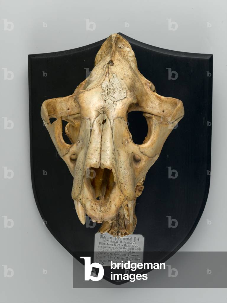 Skull of 'Plassey' the tiger, 1870 circa (bone)