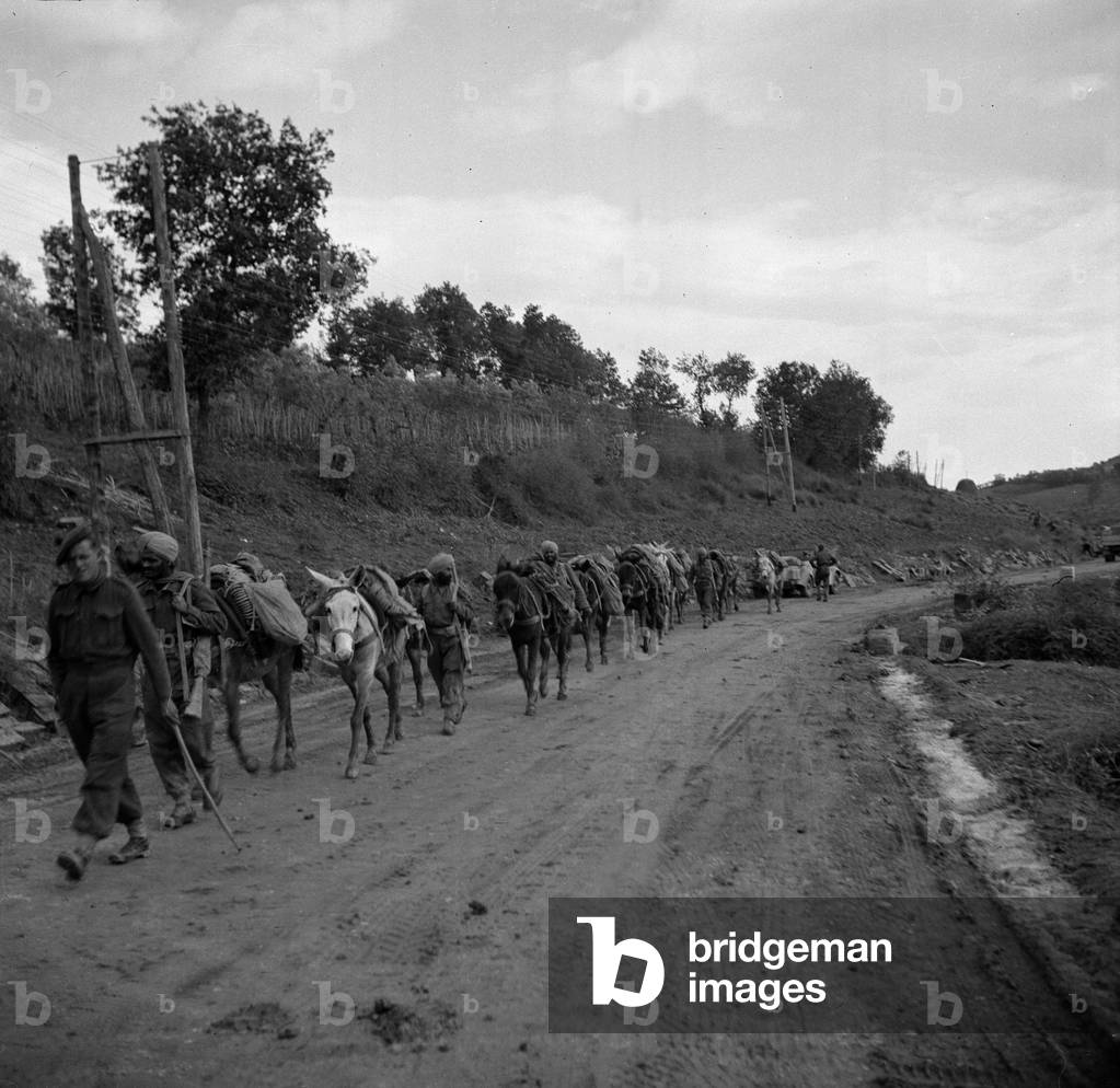Indian mule team preparing to cross the Sangro River to supply forward tanks, Italy, 1943 (b/w photo)