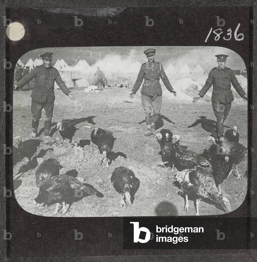 Turkeys reared for the mess, Salonika, December 1916 (lantern slide)