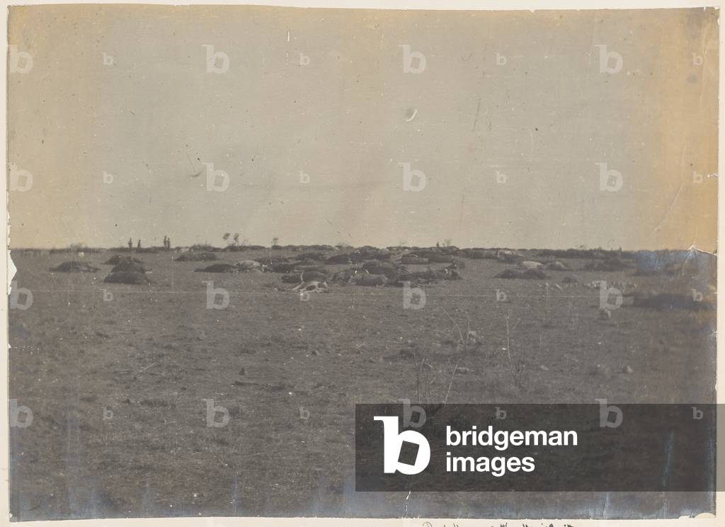 Dead horses and cattle, Harrismith, 1900 circa (b/w photo)