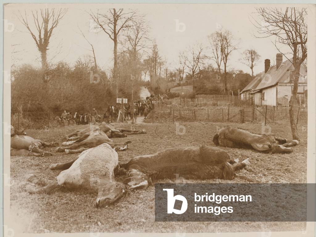 Horses fallen in battle on the Continent, 1916 circa (b/w photo)
