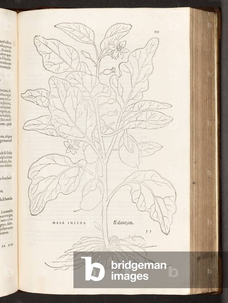 BT3.267.5 p.533 Aubergine, illustration from 'De historia stirpium commentarii insignes' by Leonhart Fuchs, 1542 (litho)
