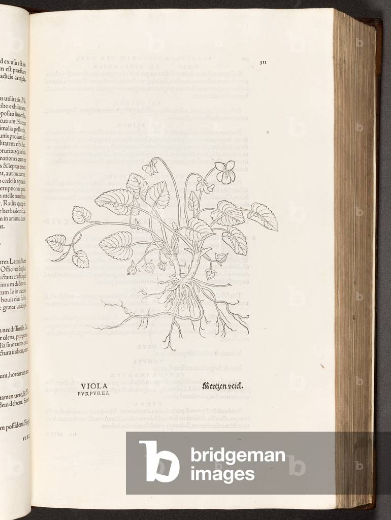 BT3.267.5 p.311 Violet, illustration from 'De historia stirpium commentarii insignes' by Leonhart Fuchs, 1542 (litho)