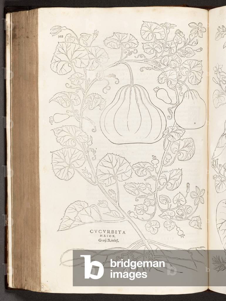 BT3.267.5 p.368 Gourd, illustration from 'De historia stirpium commentarii insignes' by Leonhart Fuchs, 1542 (litho)