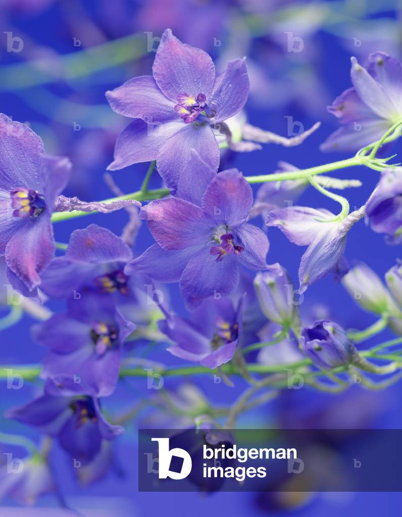 Delphina, 1998 (photo)