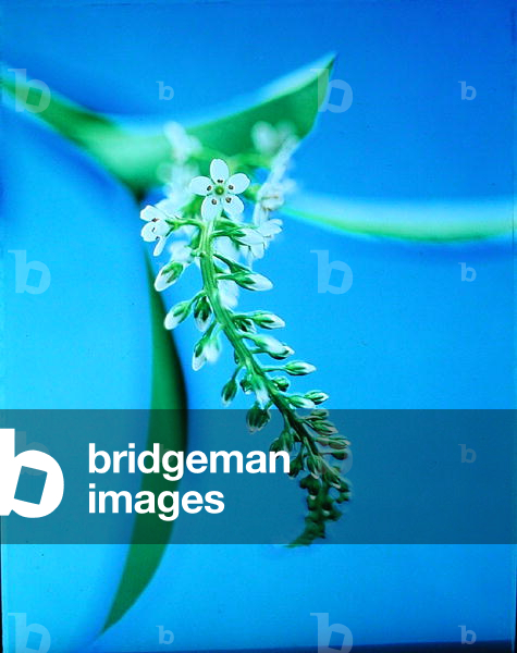 Flower relief, 1999 (photo)