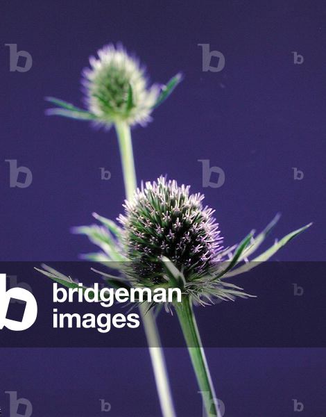 Thistles, 1996 (photo)