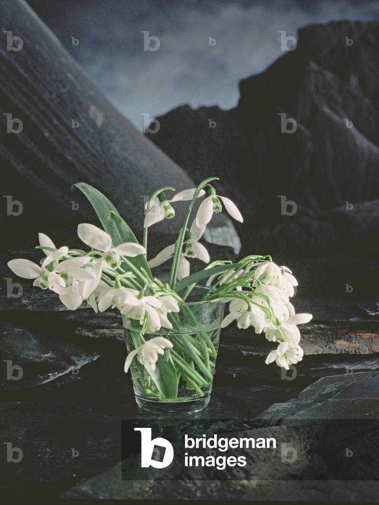 Snowdrops, 1995 (photo)