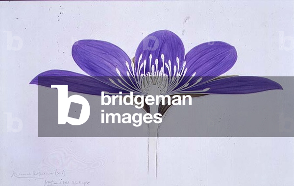 Image de Dessin représentant Dessin 1/4 Anemone hepatica, 1905 par Arthur Henry Church