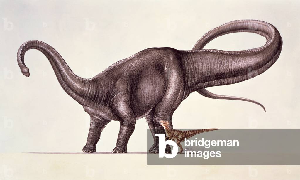 Diplodocus and Deinonychus (w/c on paper)