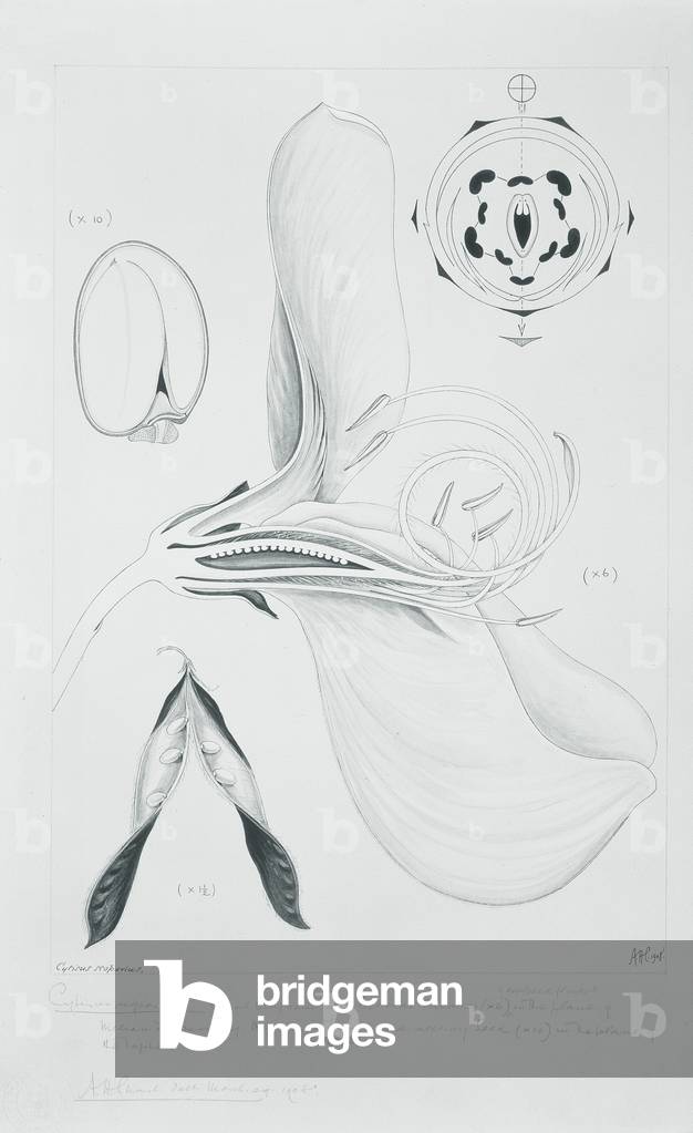 Zeichnung 57/7 Cytisus scoparius (Gemeiner Besen) einfarbige Version, 1908 (w/k auf Papier) (siehe auch 92526)