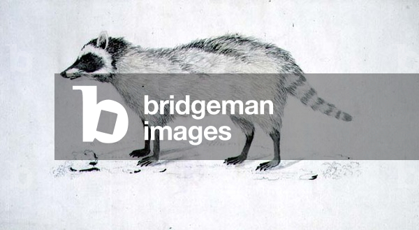 Immagine di Disegno "f.5 Un animale non identificato", 1778 di William Ellis
