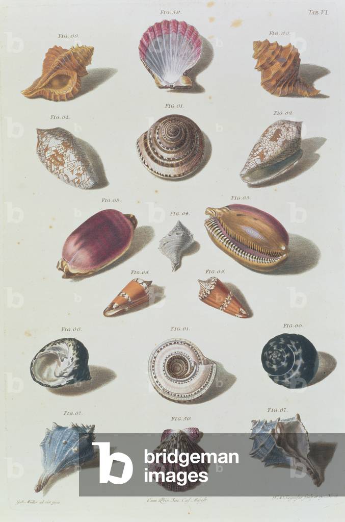 Immagine di Stampa "Conchiglie", 1758 di Franz Michael Regenfus