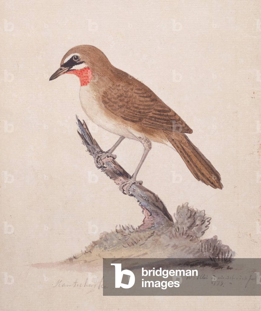 Image of Drawing depicting f.75 Greater Kamchatka Nightingale or Siberian Ruby-throated Robin (Luscinia callio