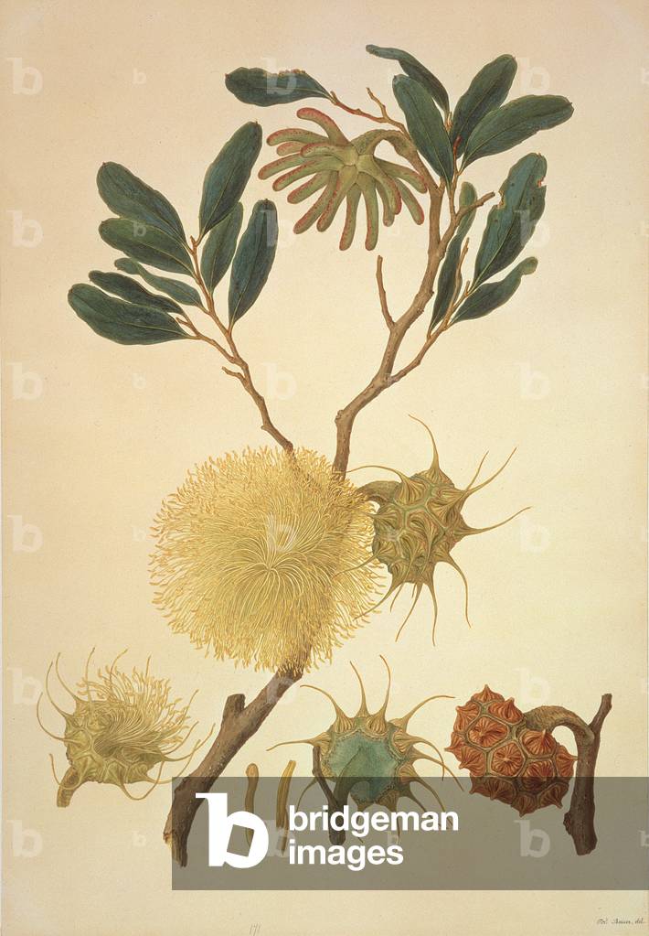 Eucalyptus capitata, Illustration aus 'Australian Plants' (Farbgravur)