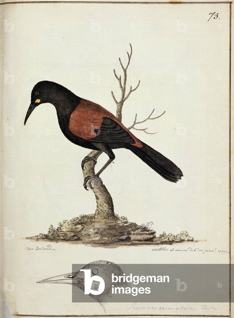 Immagine di Disegno "f.73 Nuova Zelanda Saddleback o Tieke (Creadion carunculatus) dipinto mentre l'artista ac