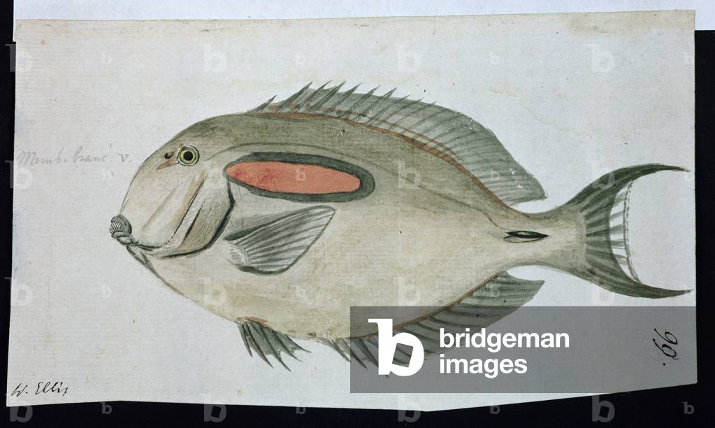 f.99 Un pesce, dipinto mentre l'artista accompagnava il capitano James Cook nel suo terzo viaggio 1776-78 (w/c